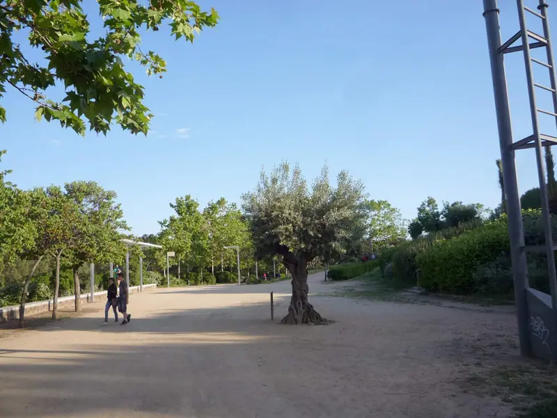 Paseo de tierra de un parque con un olivo en el centro, árboles a ambos lados y dos personas caminando