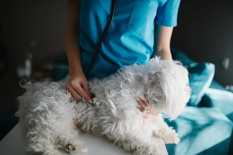 Manos de un veterinario que ausculta con un estetoscopio a un perro maltés blanco sobre la camilla